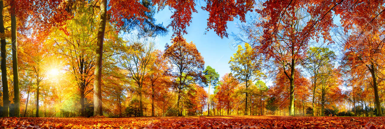 Panorama of colorful trees in a park in autumn, a lively landscape with the sun shining through the foliage - 65438180 Panorama of colorful trees in a park in autumn, a lively landscape with the sun shining through the foliage - 65438180