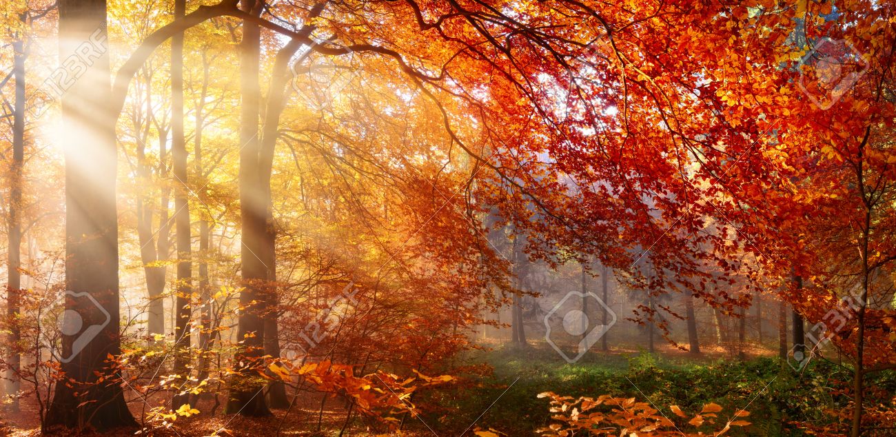 Autumn in the forest, sunrays fall through mist and a beautiful red tree - 65438238 Autumn in the forest, sunrays fall through mist and a beautiful red tree - 65438238