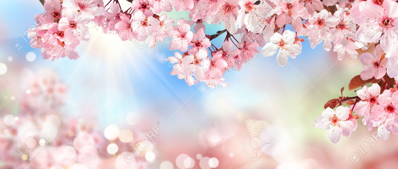Panoramic spring scenery with beautiful pink cherry blossoms, bokeh background, the sun and blue sky - 73321030 Panoramic spring scenery with beautiful pink cherry blossoms, bokeh background, the sun and blue sky - 73321030