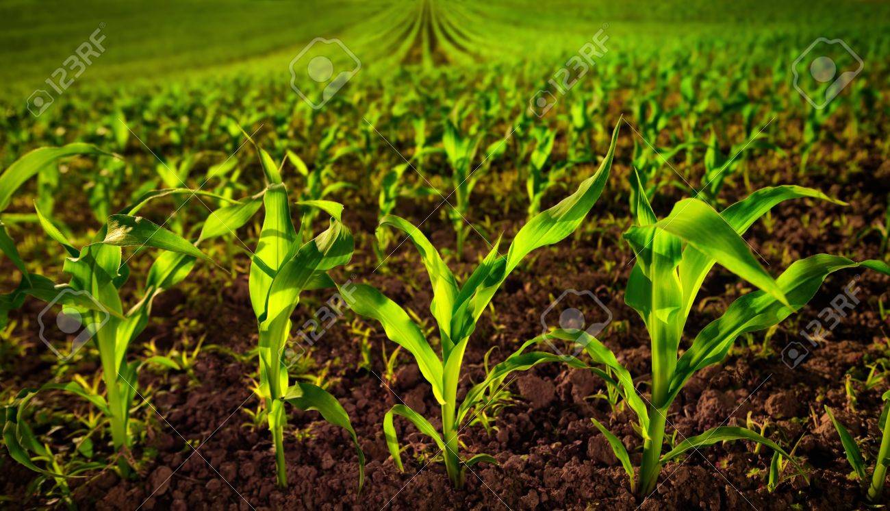 Champ de maïs avec de jeunes plantes sur sol fertile, un closeup avec un vert vibrant sur brun foncé Champ de maïs avec de jeunes plantes sur sol fertile, un closeup avec un vert vibrant sur brun foncé