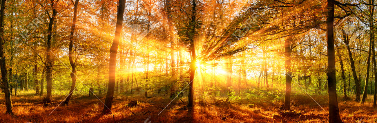 Autumn forest panoramic landscape shot with vivid gold sunrays falling through the trees - 86579407 Autumn forest panoramic landscape shot with vivid gold sunrays falling through the trees - 86579407