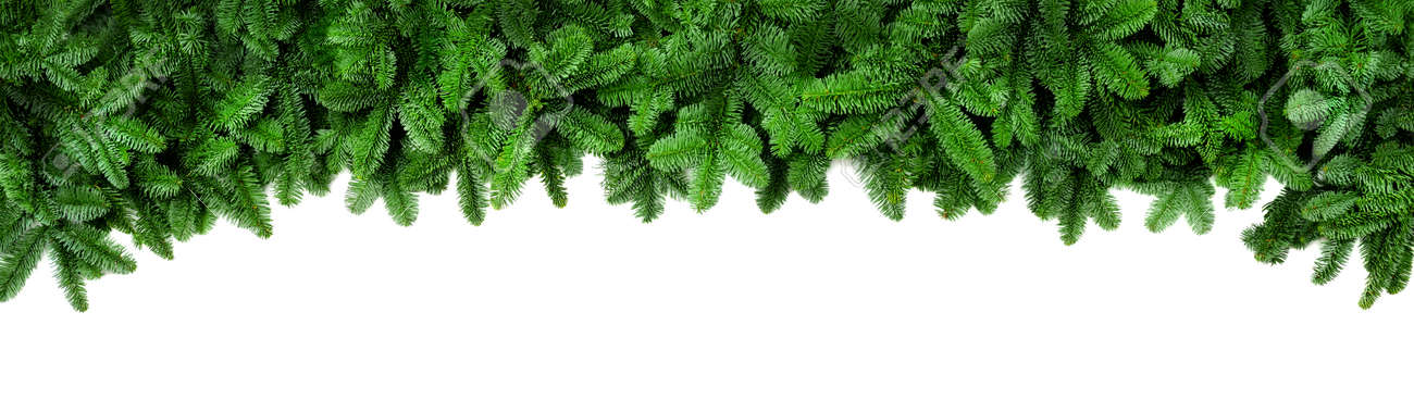 Wide Christmas border arranged with fresh fir branches isolated on white shaped as an arch, banner format - 88412759 Wide Christmas border arranged with fresh fir branches isolated on white shaped as an arch, banner format - 88412759