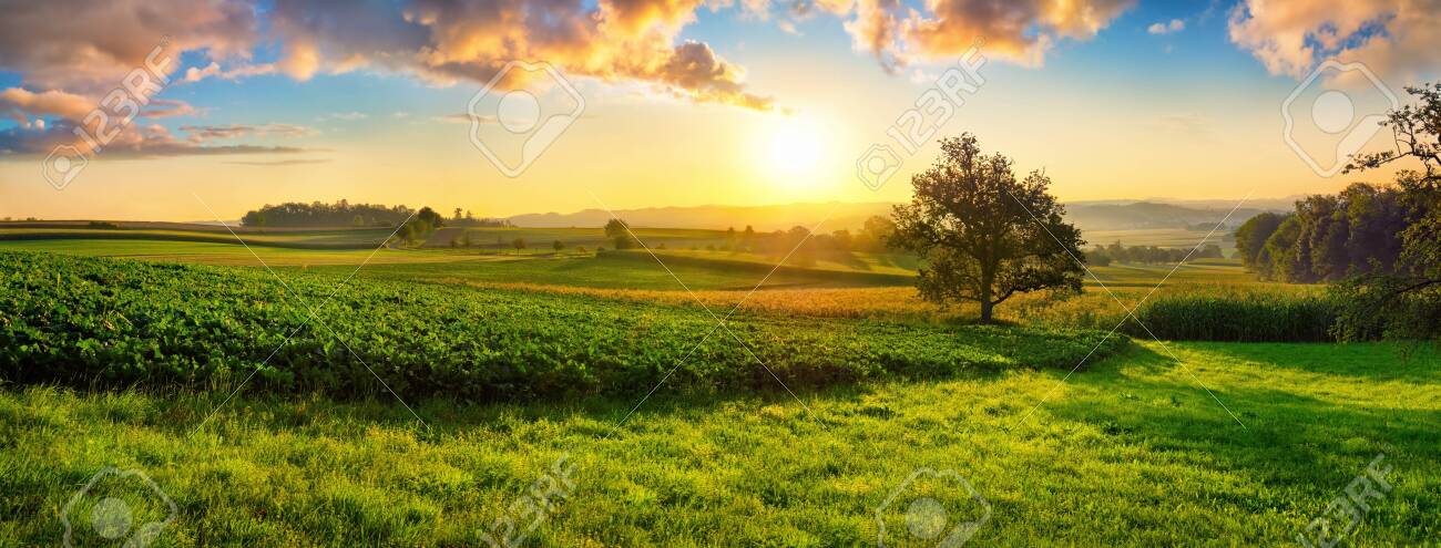 Tranquil panoramic rural landscape scenery in an early summer morning after sunrise, with a tree on green meadows and colorful clouds in the gold and blue sky - 148964165 Tranquil panoramic rural landscape scenery in an early summer morning after sunrise, with a tree on green meadows and colorful clouds in the gold and blue sky - 148964165