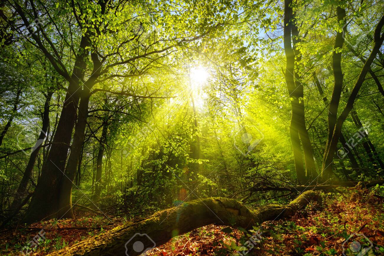 Dreamy green landscape scenery: a forest clearing with the sun shining through green foliage - 150181707 Dreamy green landscape scenery: a forest clearing with the sun shining through green foliage - 150181707