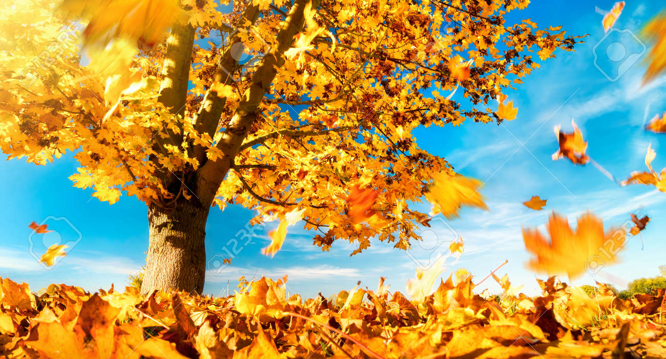 Maple tree against the blue sky on a nice autumn day, with yellow leaves falling to the ground - 151615449 Maple tree against the blue sky on a nice autumn day, with yellow leaves falling to the ground - 151615449
