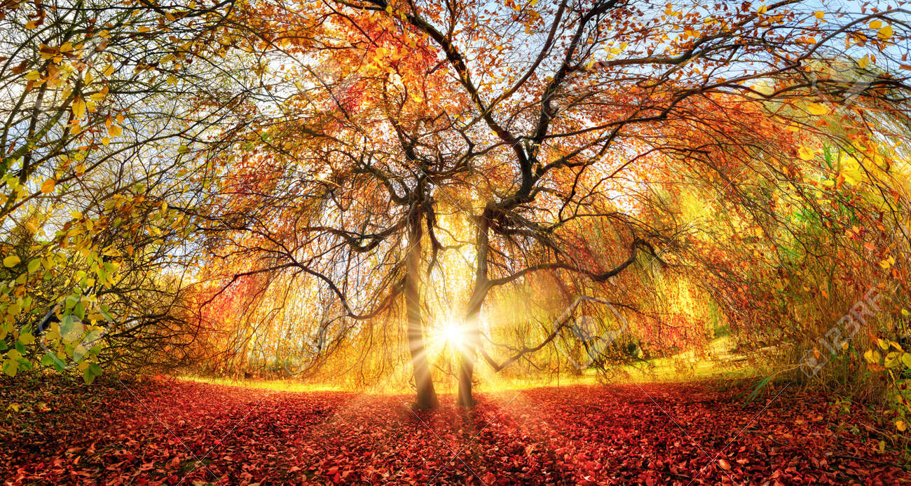 Distinctive tree with stunning autumn colors in a park, with the sun rays beautifully coming through from behind - 155771658 Distinctive tree with stunning autumn colors in a park, with the sun rays beautifully coming through from behind - 155771658