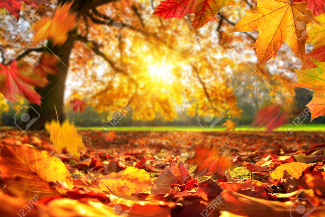 Lively closeup of autumn leaves falling on the ground in a park, with a majestic oak tree on a meadow in the background lit by the sun - 155450367 Lively closeup of autumn leaves falling on the ground in a park, with a majestic oak tree on a meadow in the background lit by the sun - 155450367