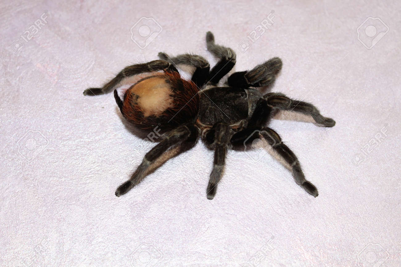 Spider tarantula: description. What is dangerous tarantula bite 46 Spider tarantula: description. What is dangerous tarantula bite 49