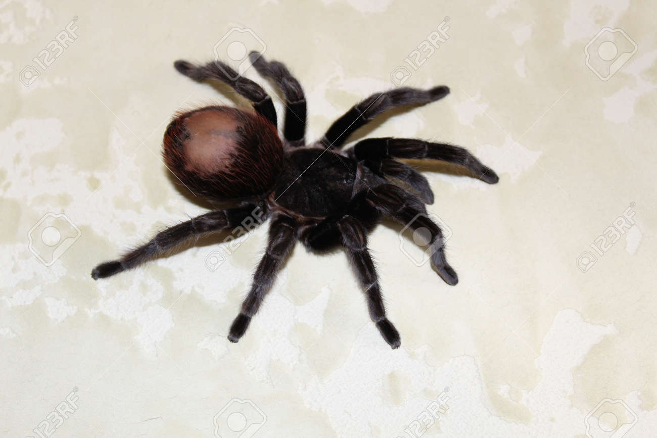 大きくて美しいタランチュラは脱皮する前に歩く の写真素材 画像素材 Image