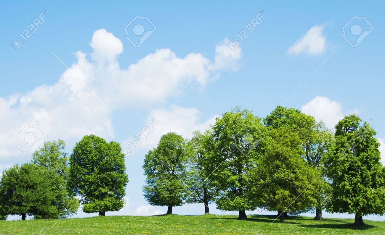 green trees and cloudy