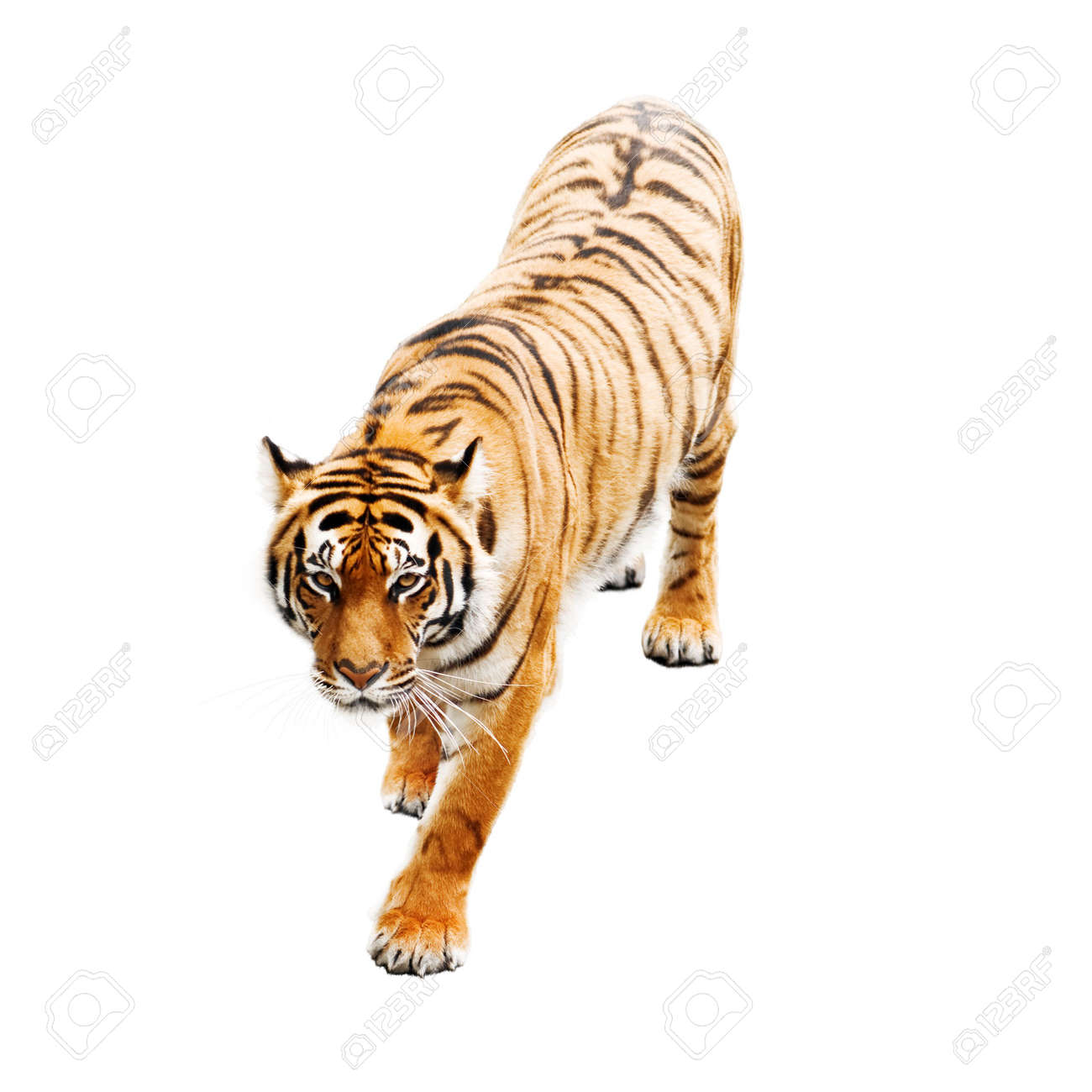 tiger isolated on white background stock photo picture and royalty