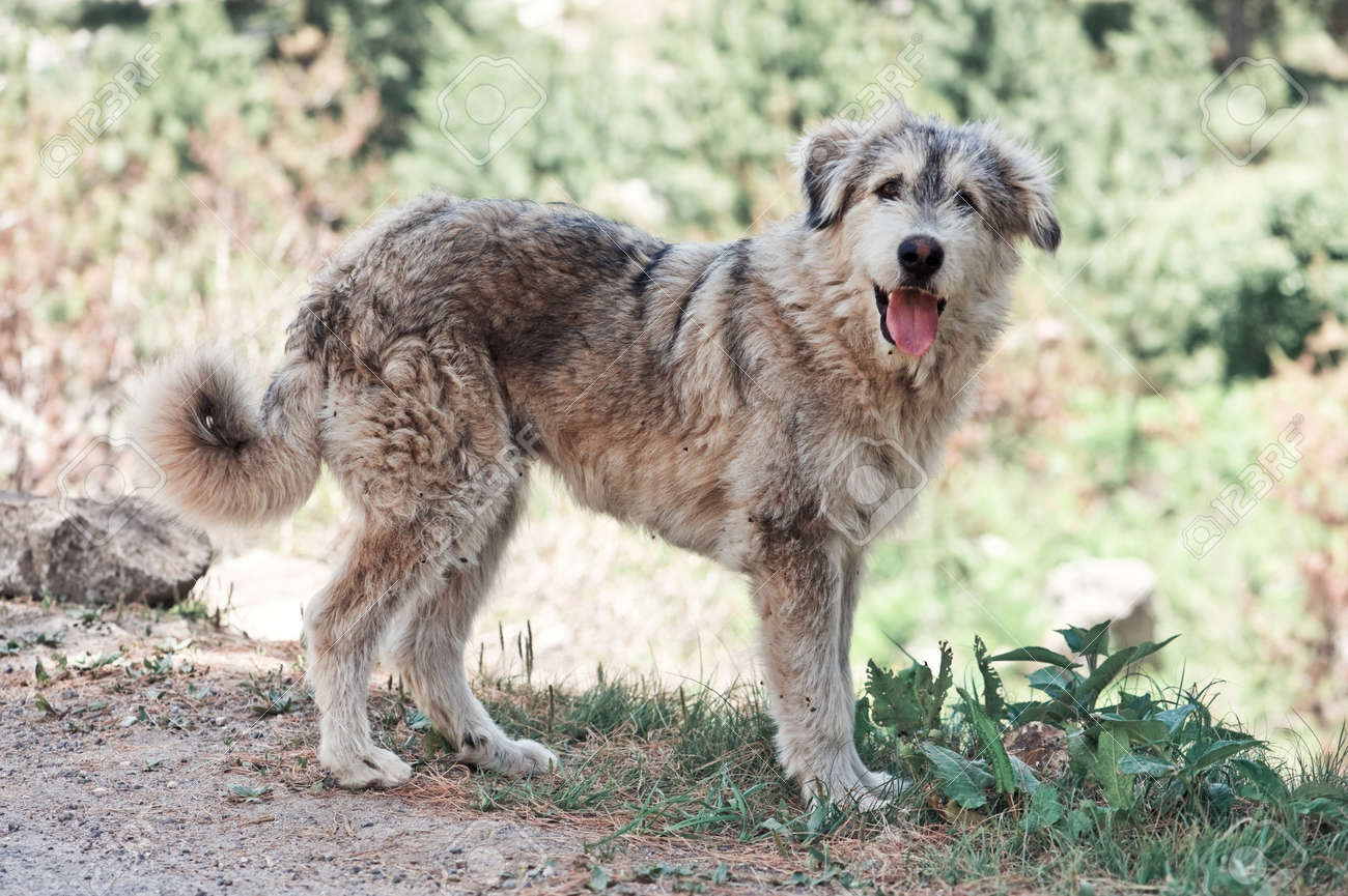 himalayan shepherd dog