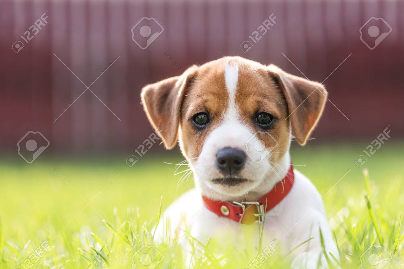 Jack Russel Welpen Auf Grünem Rasen Lizenzfreie Fotos Bilder Und Stock Fotografie Image 66023914