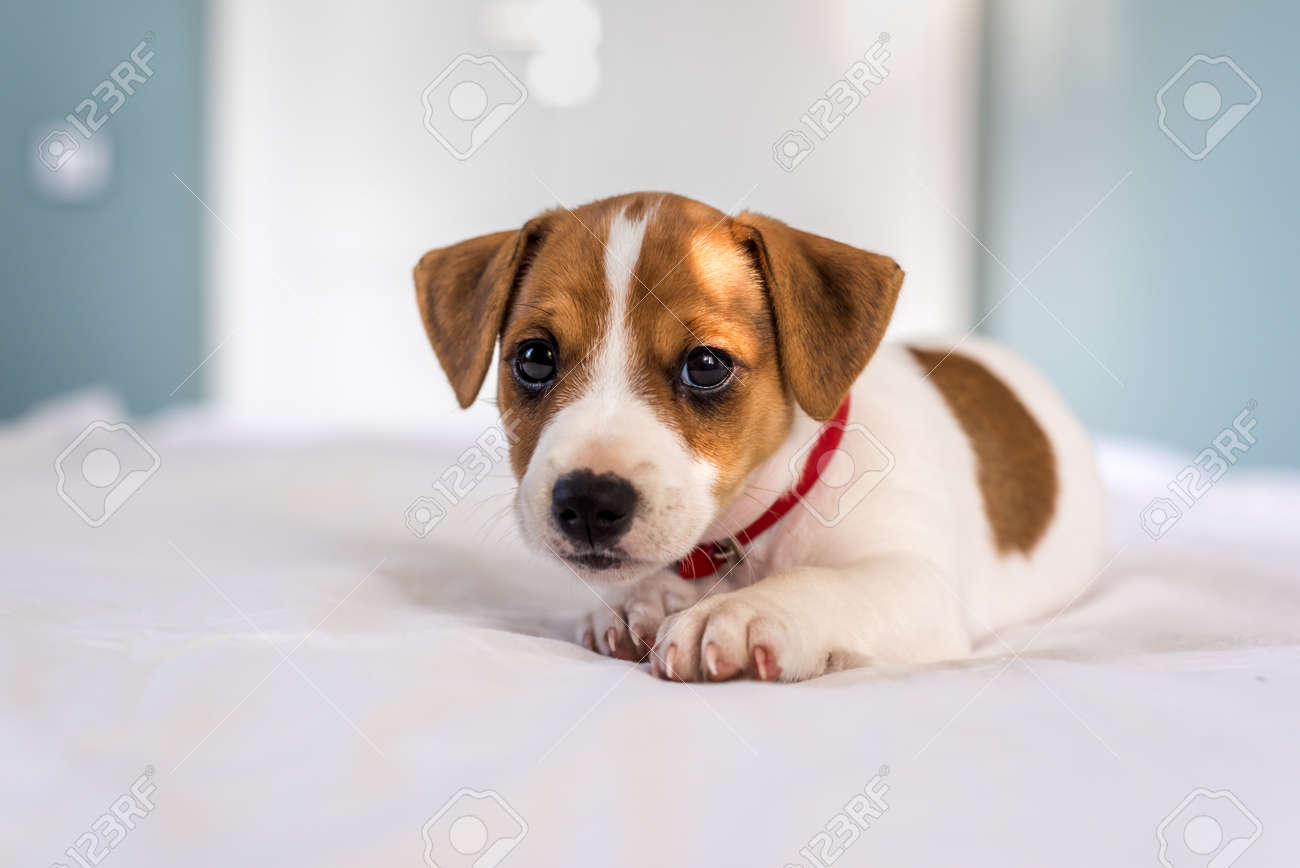 Jack Russel Welpen Auf Weißem Teppich Lizenzfreie Fotos Bilder Und Stock Fotografie Image 67650263