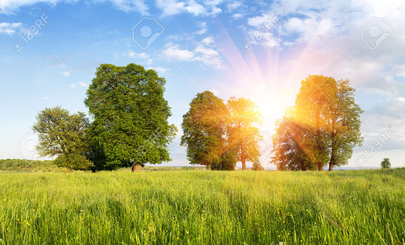 Summer Meadow With Beautiful Trees And Lush Green Grass Landscape Photography Stock Photo Picture And Royalty Free Image Image 147670730