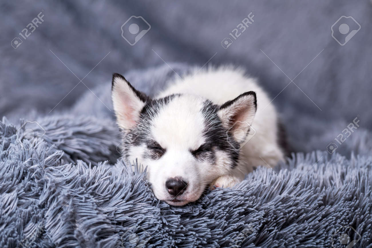 small grey and white dog