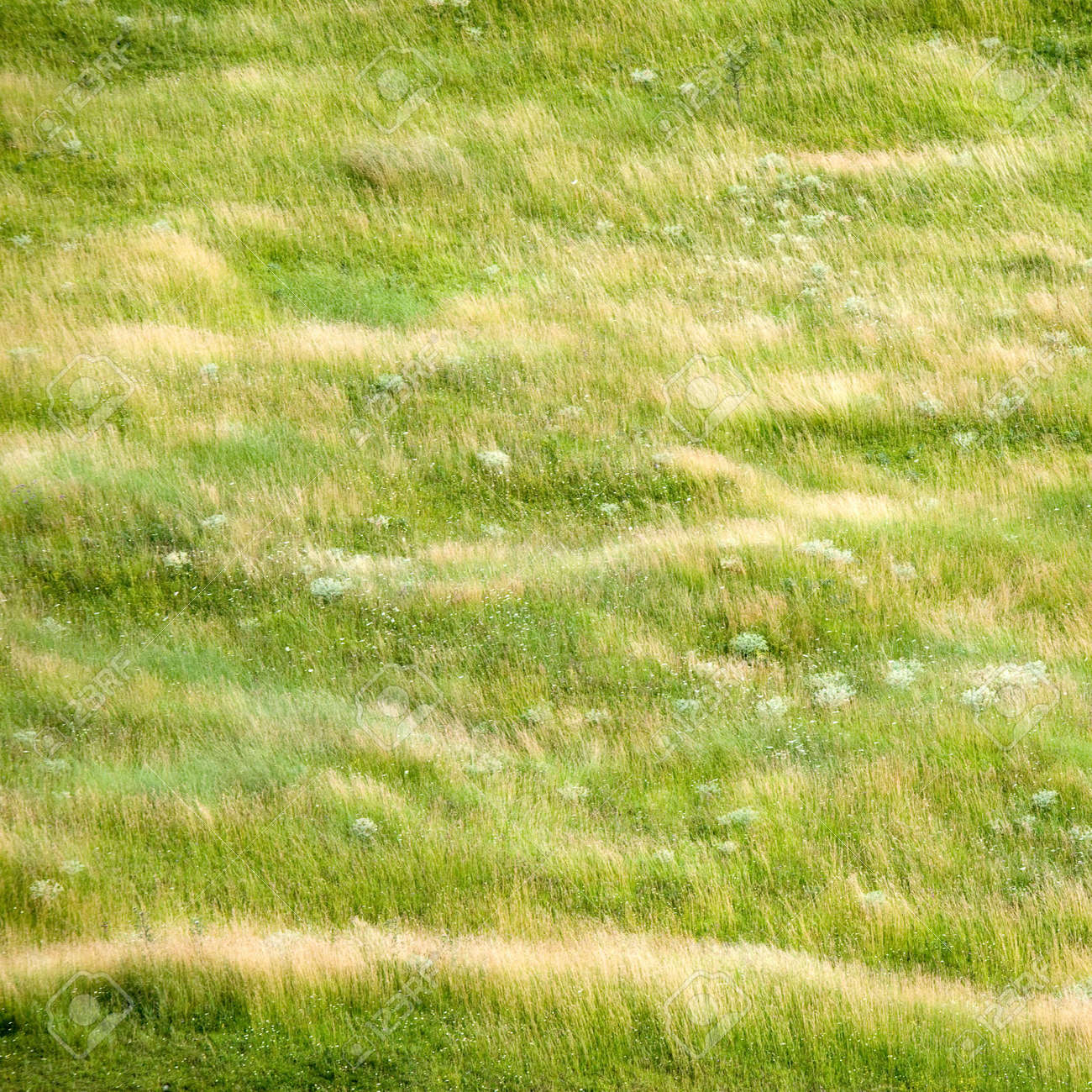 Square Background Of Summer Grass Texture In Wild Meadow Stock Photo Picture And Royalty Free Image Image 5424860