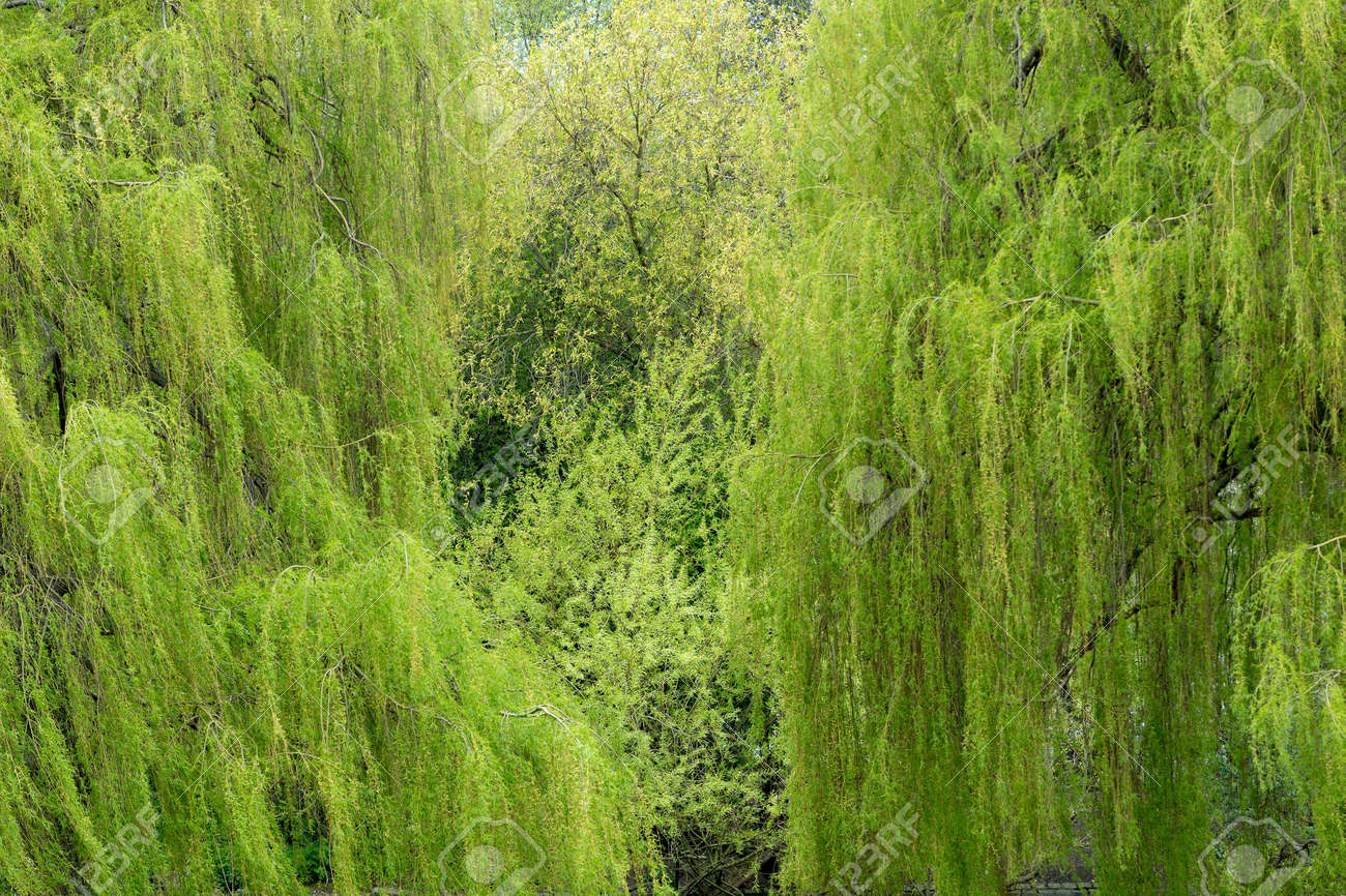 春の公園のしだれ柳の木 の写真素材 画像素材 Image 春の公園のしだれ柳の木 の写真素材 画像素材 Image