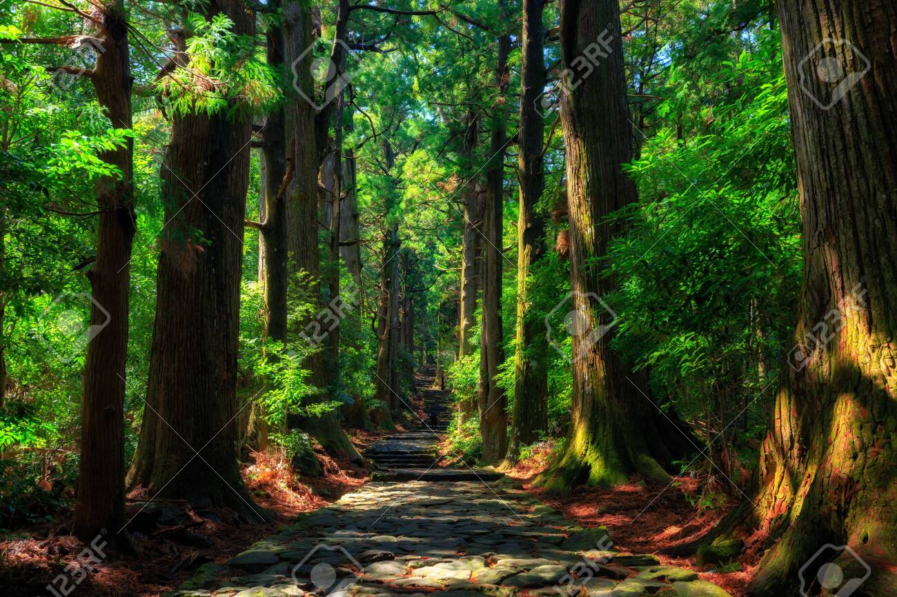 Beautiful and old cypress forest at Daimonzaka, Japan - 126666006 Beautiful and old cypress forest at Daimonzaka, Japan - 126666006