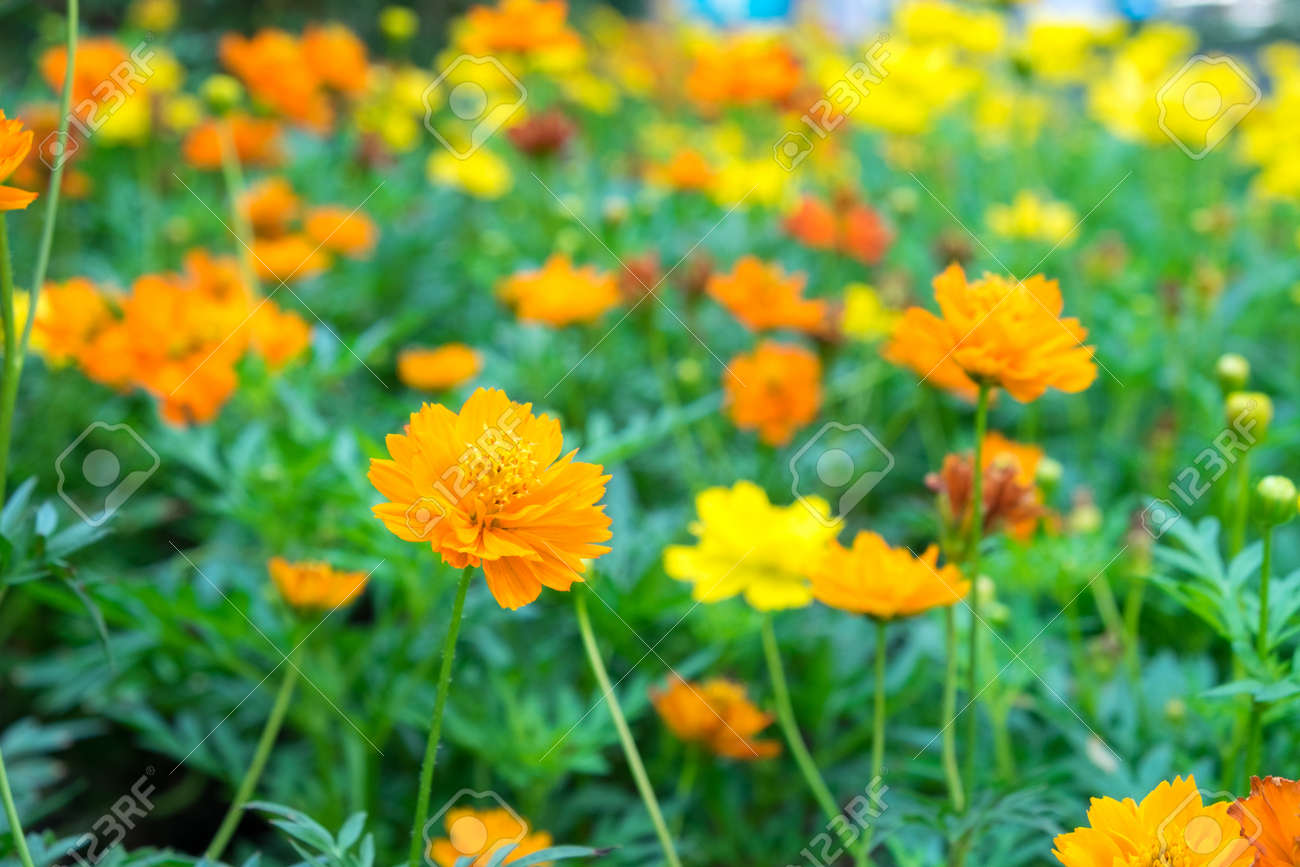 the beautiful orange and yellow cosmos flowers are blooming in..