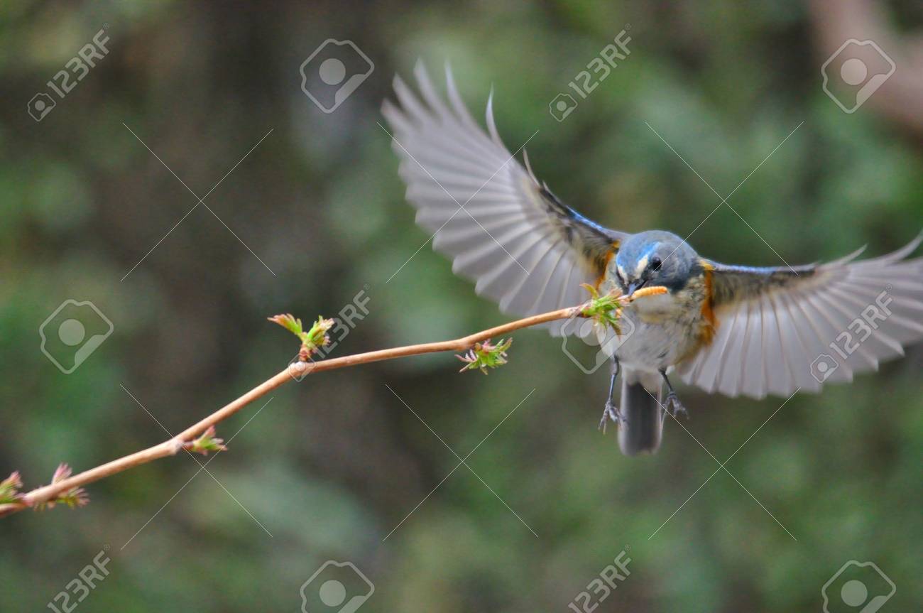 etiam-dictum-ipsum-a-felis