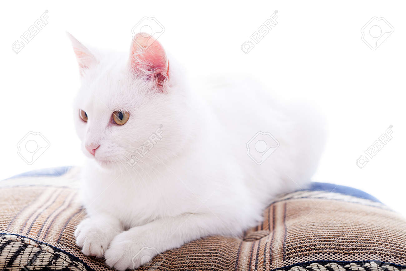 etiam-dictum-ipsum-a-felis