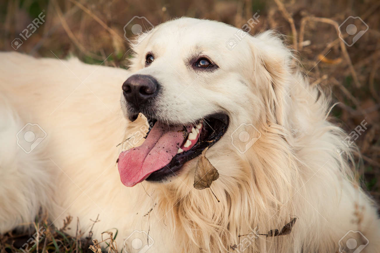 ピンクの舌で若いゴールデンレトリーバー犬は横に秋の公園で の写真素材 画像素材 Image