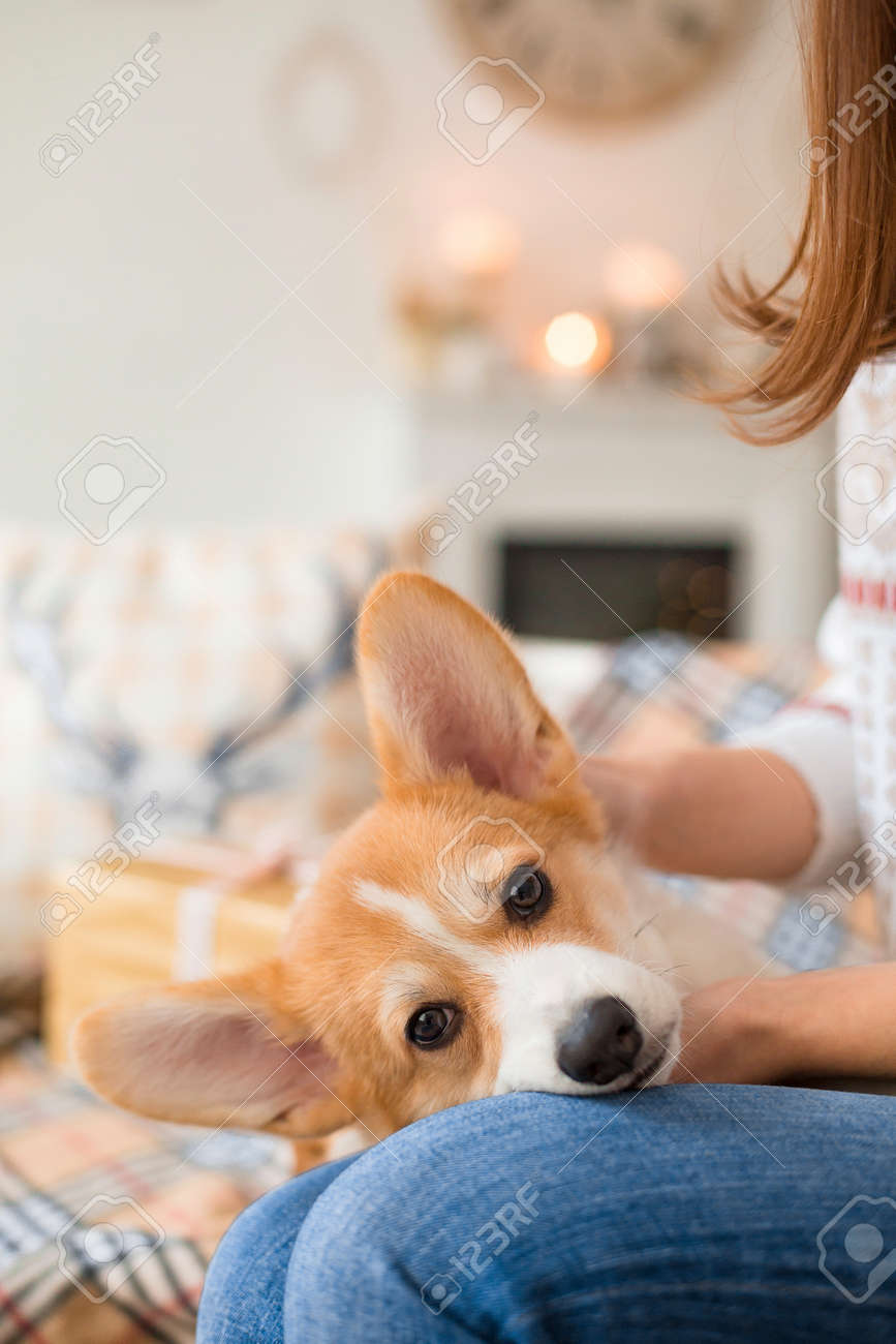 corgi in sweater