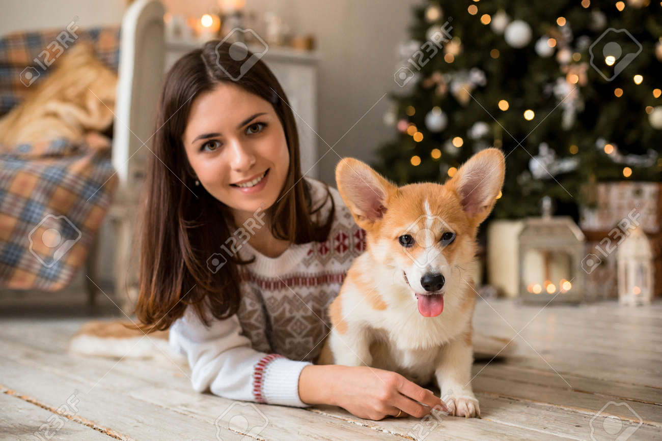 corgi in sweater