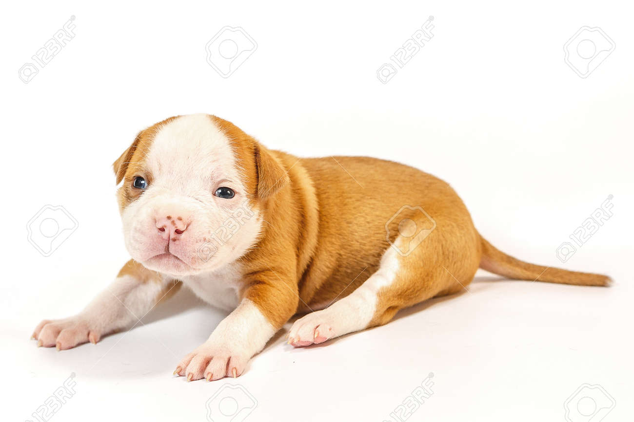 Spotted Little Puppies American Bulldog On A White Background Blue Eyes  Stock Photo, Picture and Royalty Free Image. Image 117276719., image size:1300x867