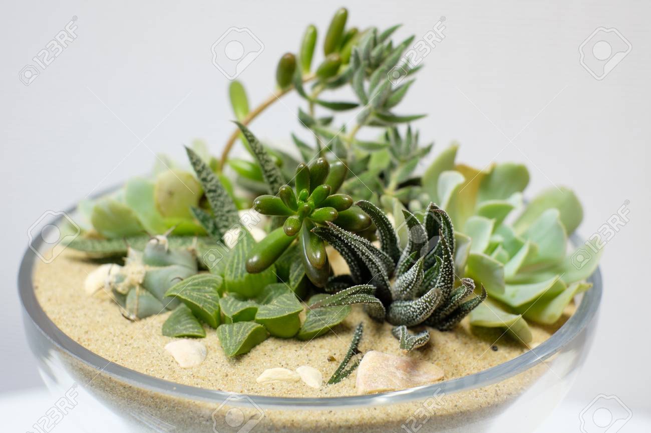 Miniature Cactus Succulent Plant In A Glass Vase With White Gravel