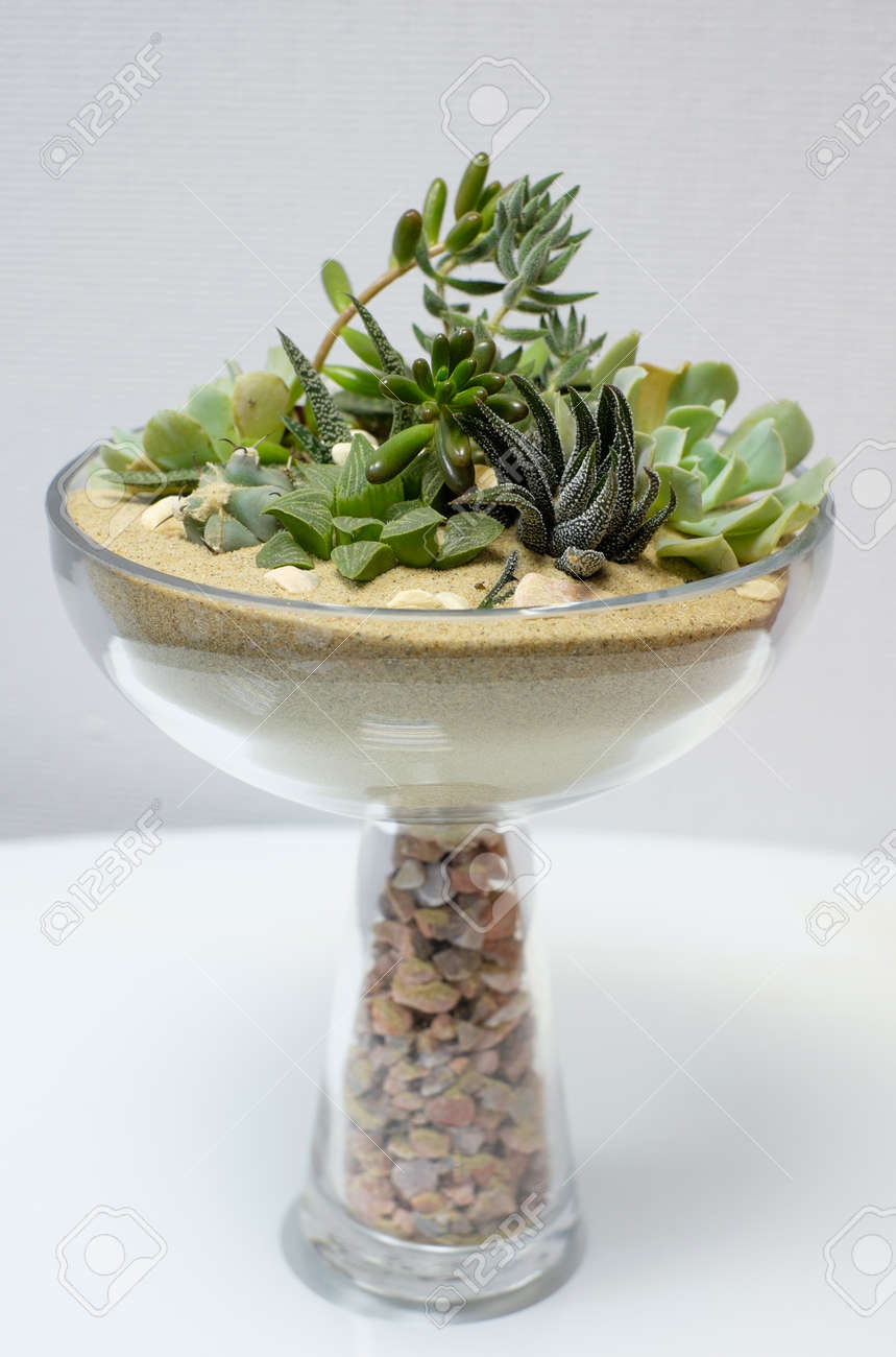 Miniature Cactus Succulent Plant In A Glass Vase With White Gravel