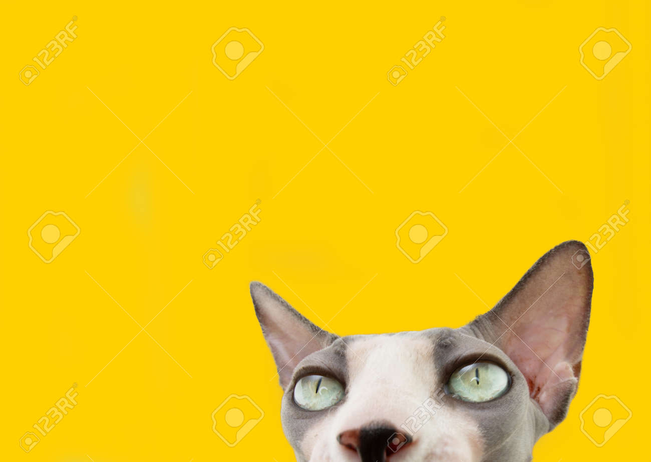 etiam-dictum-ipsum-a-felis