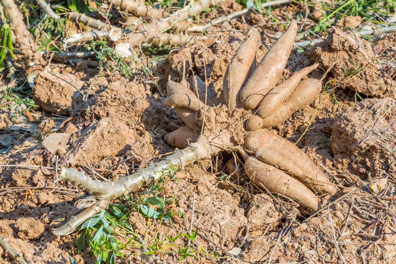 Haitianos roban cosechas de yuca en la frontera por Dajabón. - Informe Real