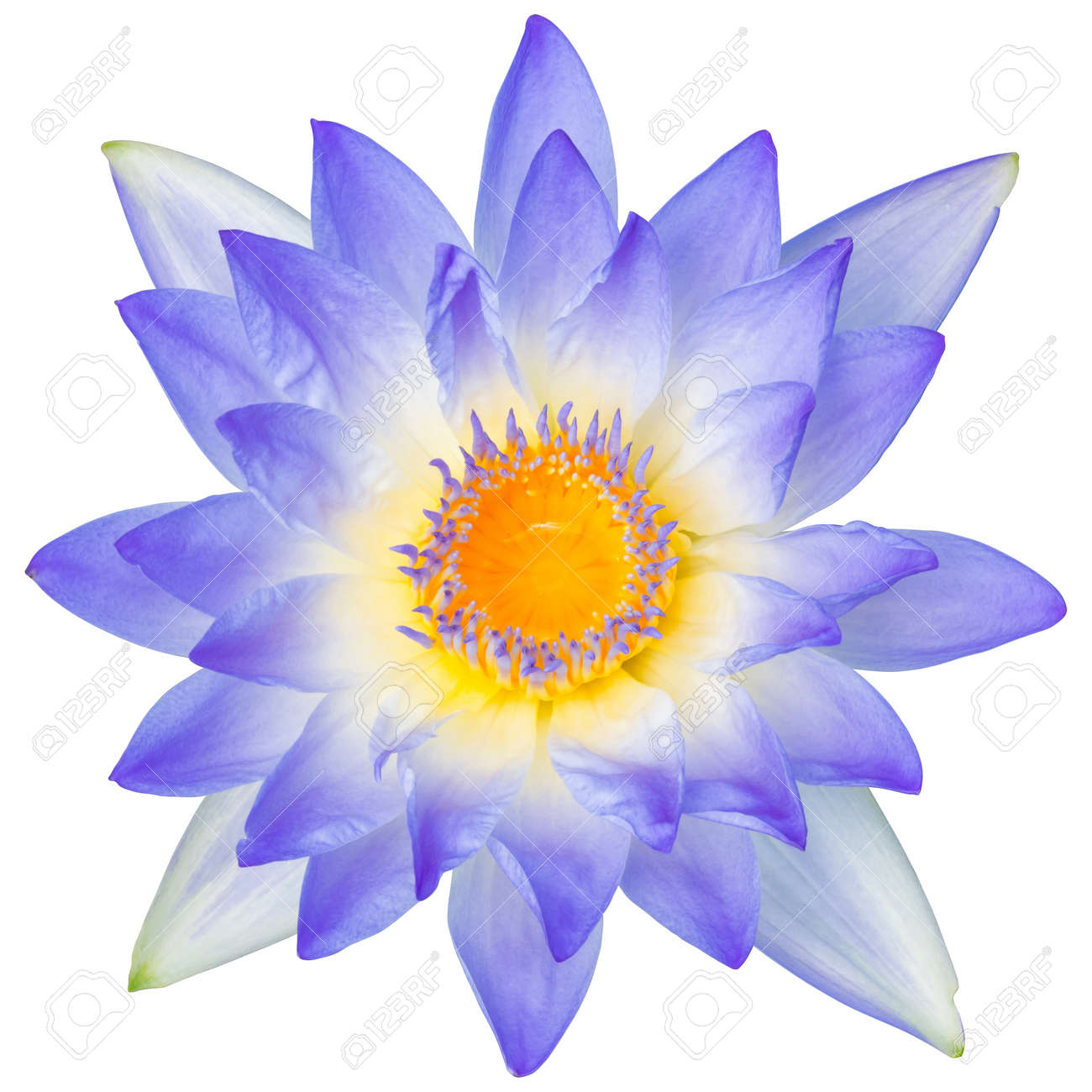 Gros Plan De Fleurs De Lys Deau Ou Dune Fleur De Lotus Isolé Sur Fond Blanc Avec Le Chemin