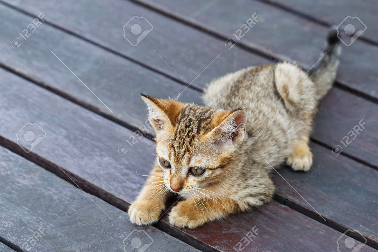 Gros Plan Bebe Chat Thai Ou Chaton Couche Sur Le Plancher En Bois Banque D Images Et Photos Libres De Droits Image