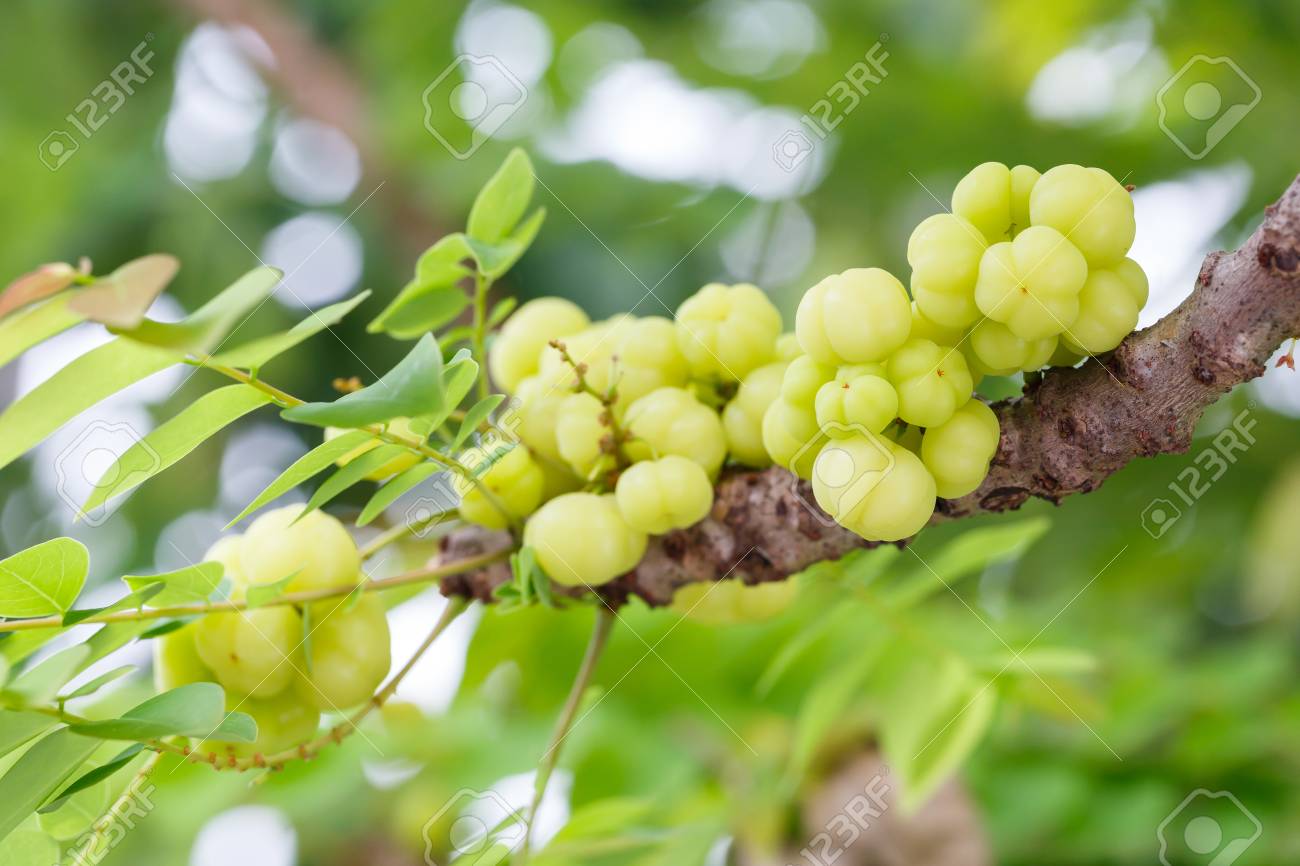 Stromy, ktoré produkujú ovocie, ktoré je kyslé