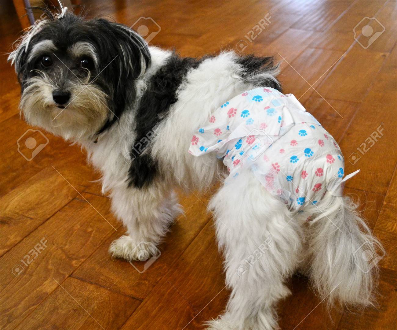 Dog in heat diaper