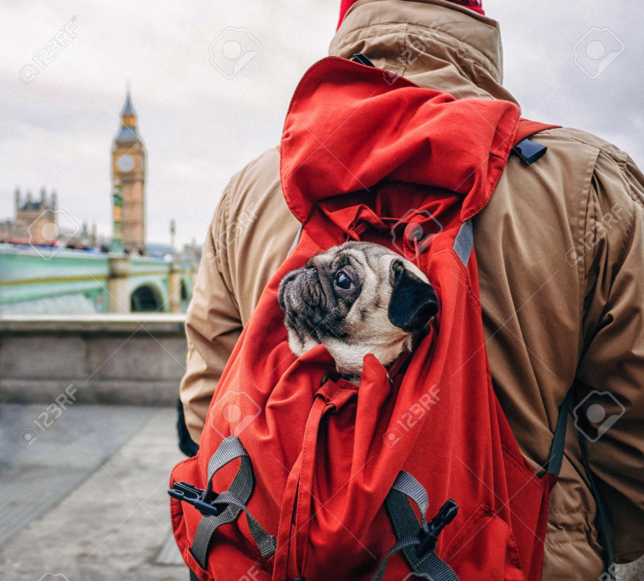 pug in backpack