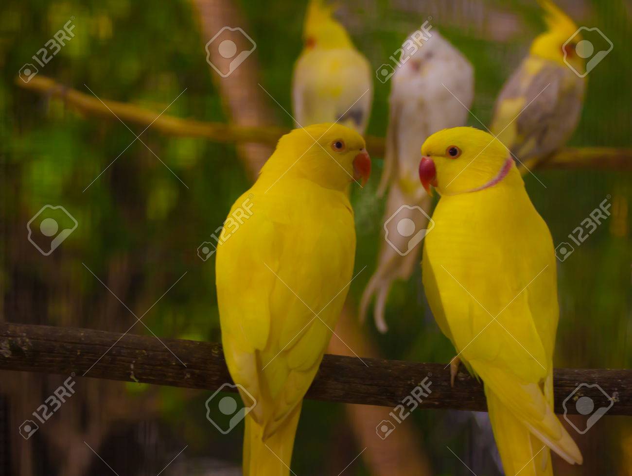 etiam-dictum-ipsum-a-felis