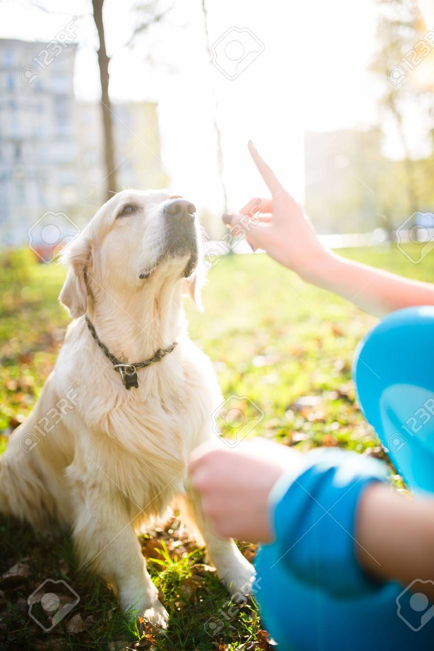 女の子トレーニング犬首輪 の写真素材 画像素材 Image