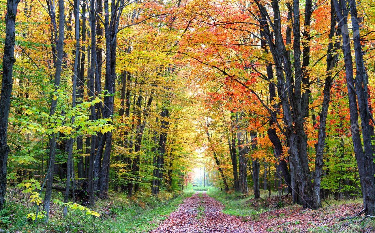 秋の散歩道 【公式通販】