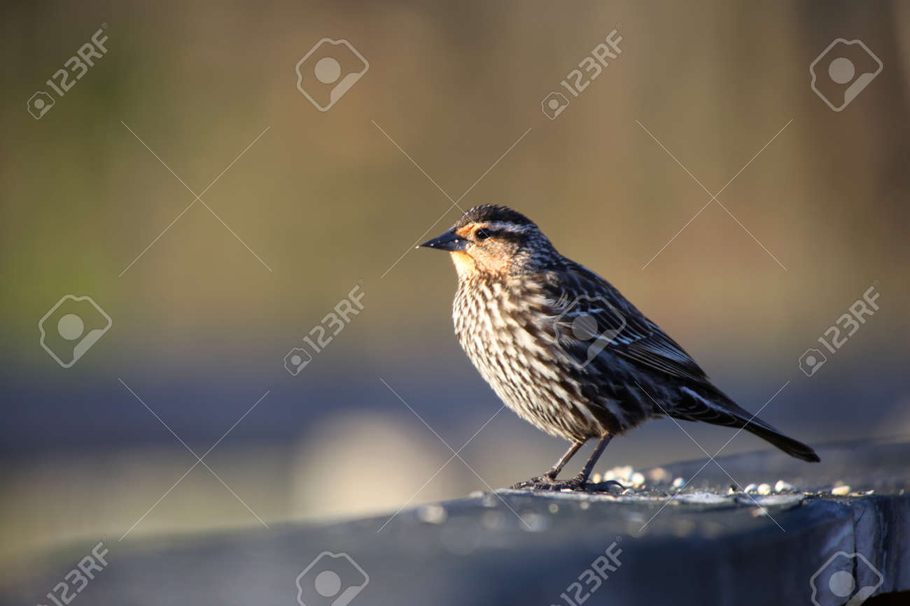 アメリカのスズメ の写真素材 画像素材 Image