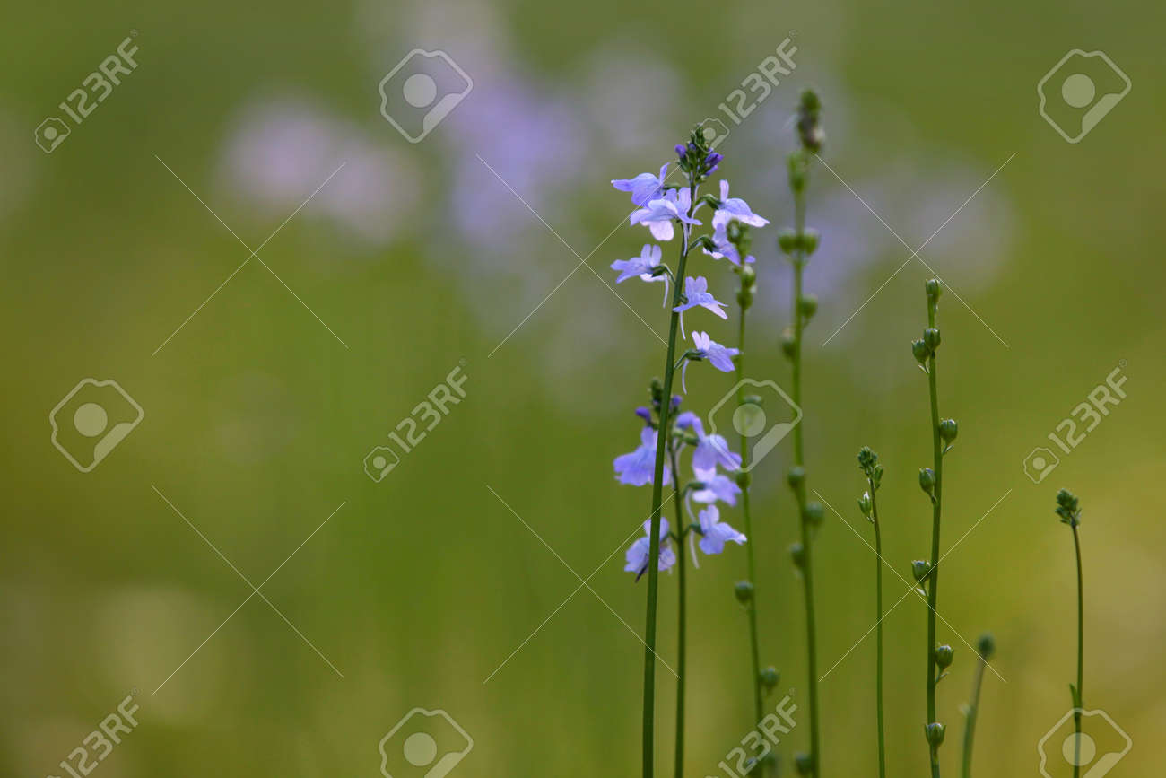 美しい紫色の花と背の高い草 の写真素材 画像素材 Image 美しい紫色の花と背の高い草 の写真素材 画像素材 Image