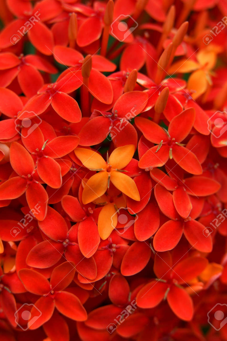Ixora Red Also Known As Ashoka Flowers Popular Flowers Grows Stock Photo Picture And Royalty Free Image Image 18505549