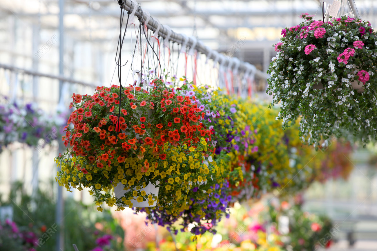 Hanging flower pots in the nursery - 24804319 Hanging flower pots in the nursery - 24804319