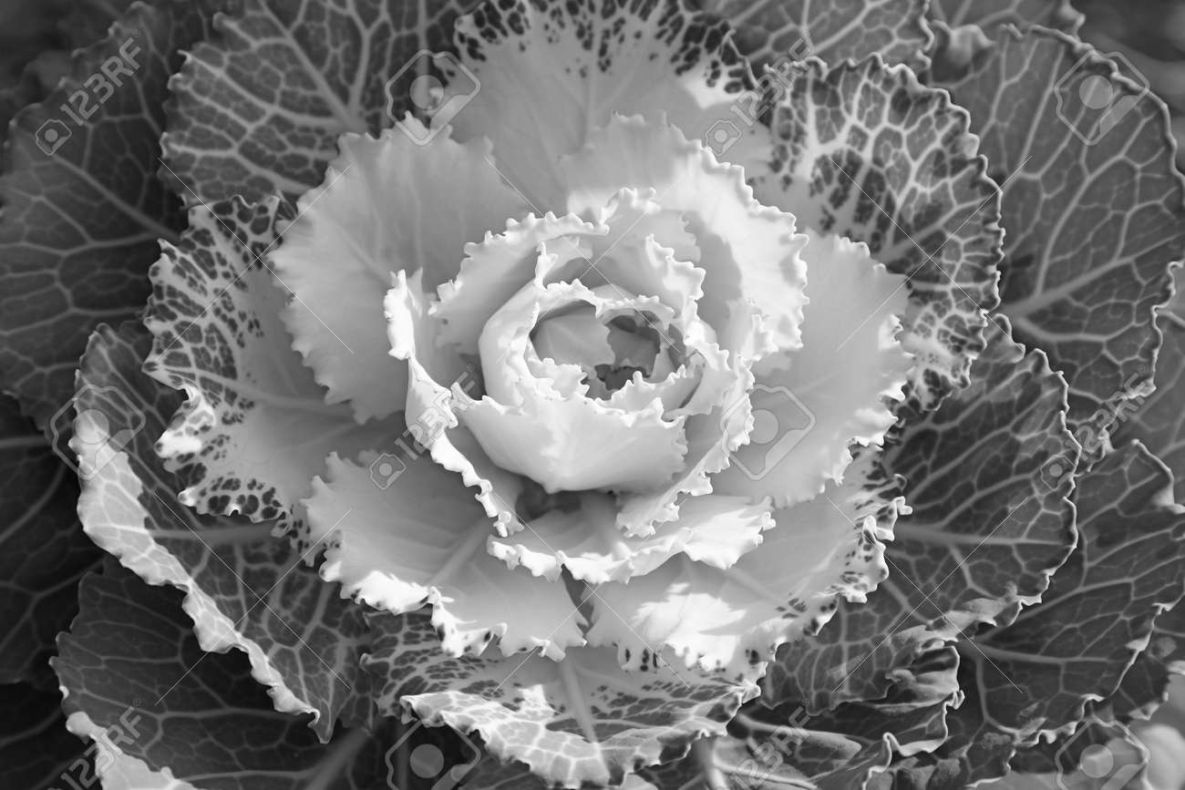 Close up shot of Ornamental cabbage plant in monochrome - 164161323 Close up shot of Ornamental cabbage plant in monochrome - 164161323