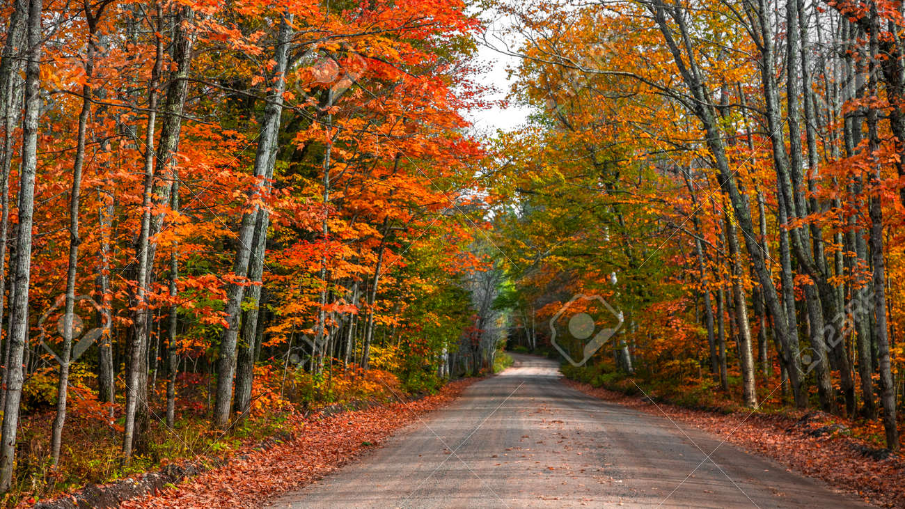 Colorful autumn trees by the forest road in Michigan upper peninsula countryside - 163023961 Colorful autumn trees by the forest road in Michigan upper peninsula countryside - 163023961