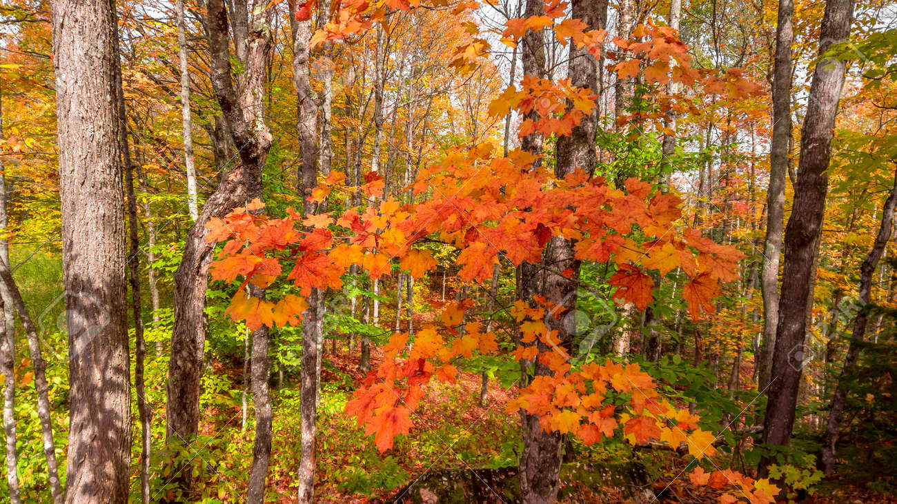 Close up shot of colorful Maple leaves in the forest during autumn time - 164161327 Close up shot of colorful Maple leaves in the forest during autumn time - 164161327