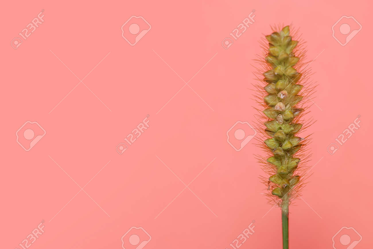 Single tall grass reed against pink background with copy space - 164161370 Single tall grass reed against pink background with copy space - 164161370